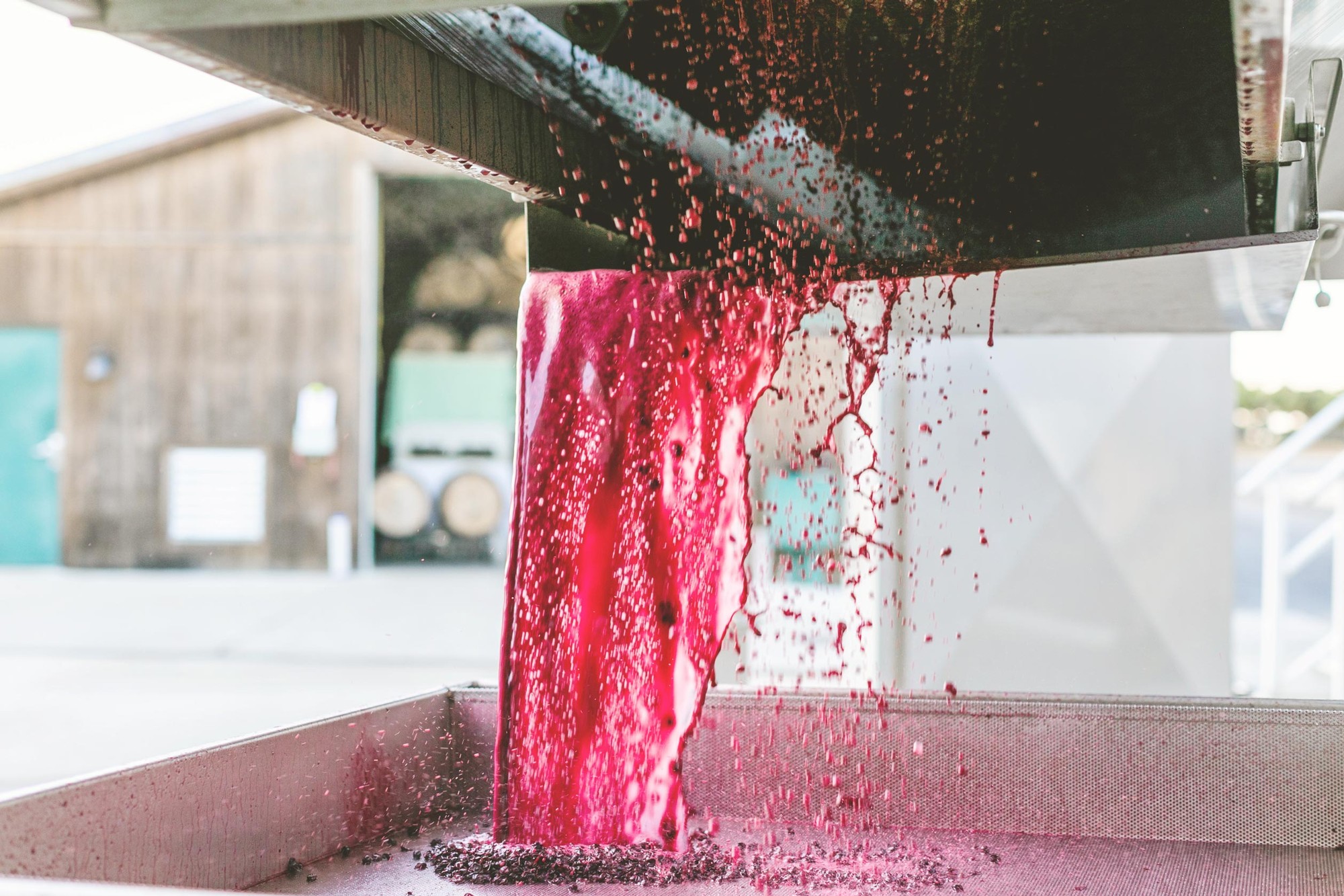 Grape juice flowing freely from a grape press during harvest.